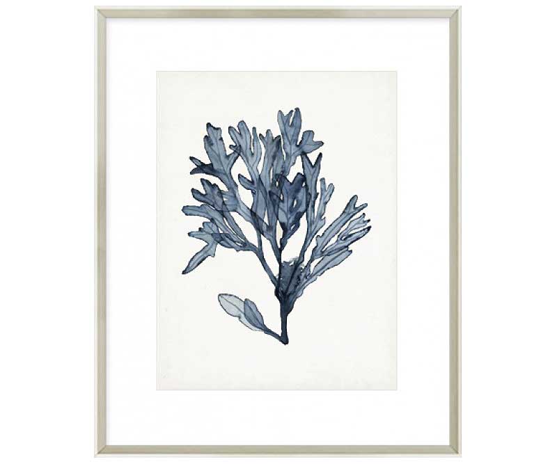 Seaweed Specimen II Art Print Framed