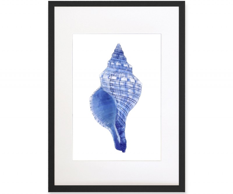 Spindle Shell Blue & White Watercolour Framed Print