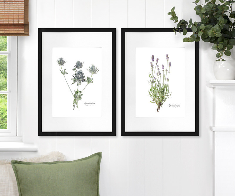 Sea Holly Botanical Flower Print - Framed