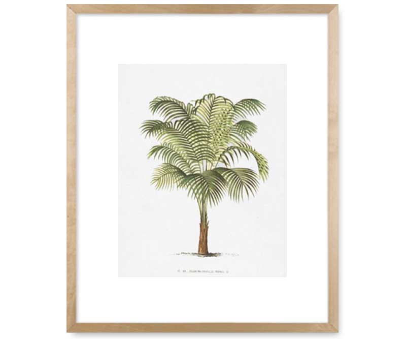 Les Palmiers II Palm Tree Wall Art Print