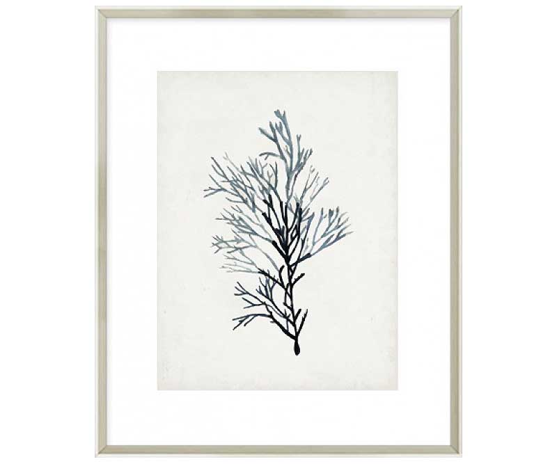 Seaweed Specimen IV Art Print Framed