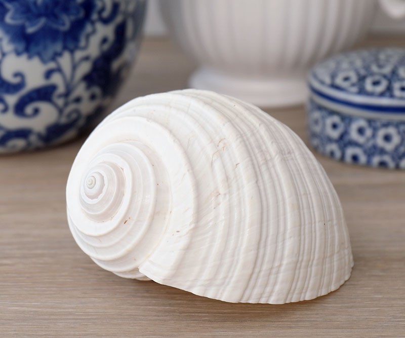 Flamenco White Shell - Tonna Shell