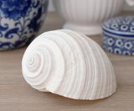 Flamenco White Shell - Tonna Shell Small