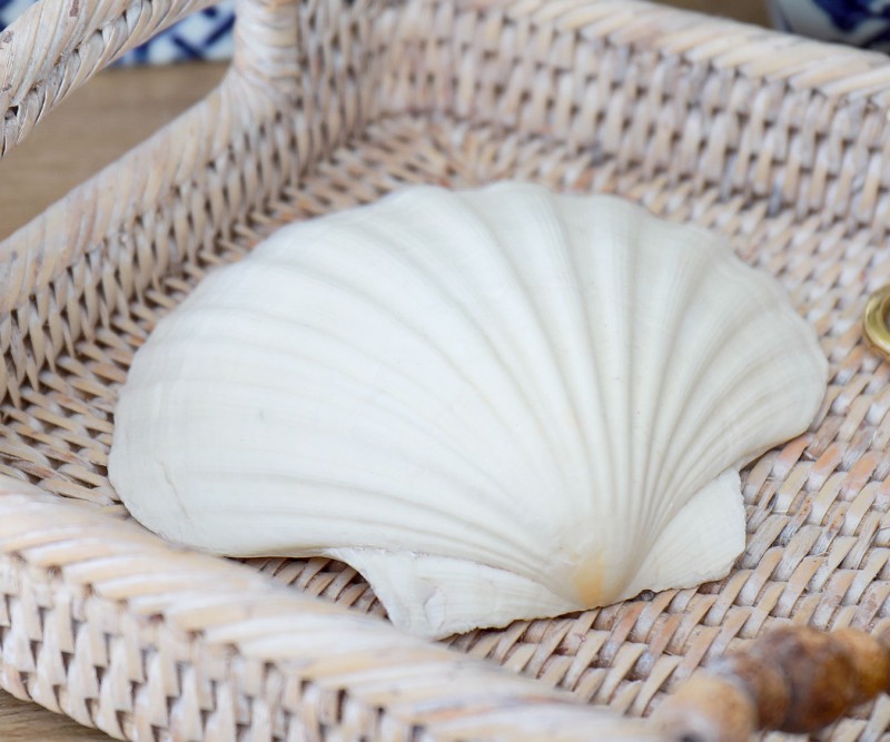 White Scallop Seashell - 10-12cm