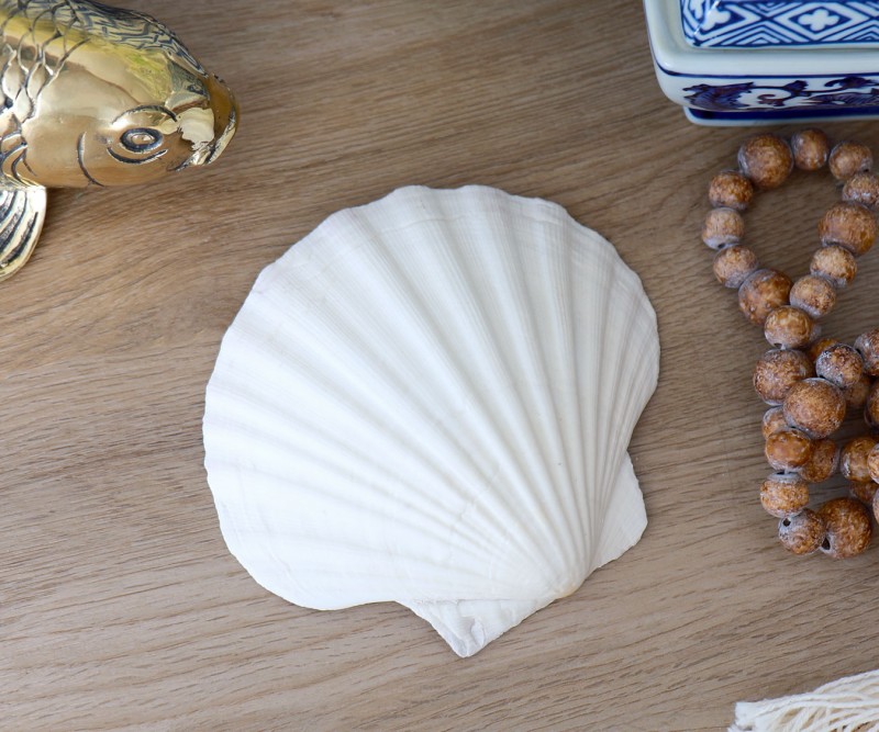 White Scallop Seashell - 10-12cm