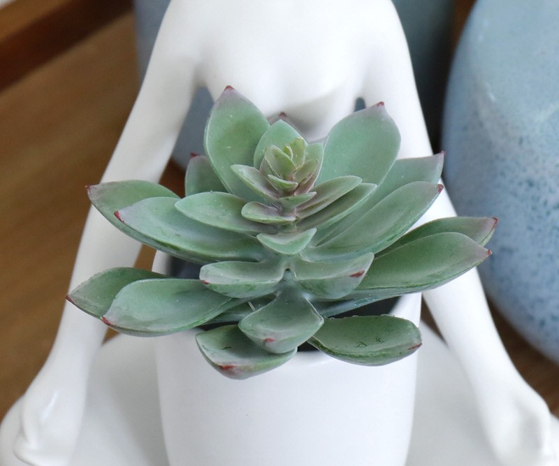 Mini Star Succulent Stem