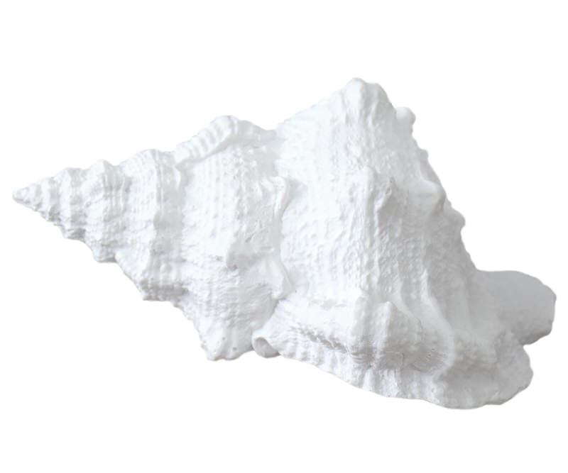 Blanca Large White Sea Shell