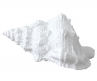 Blanca Large White Sea Shell