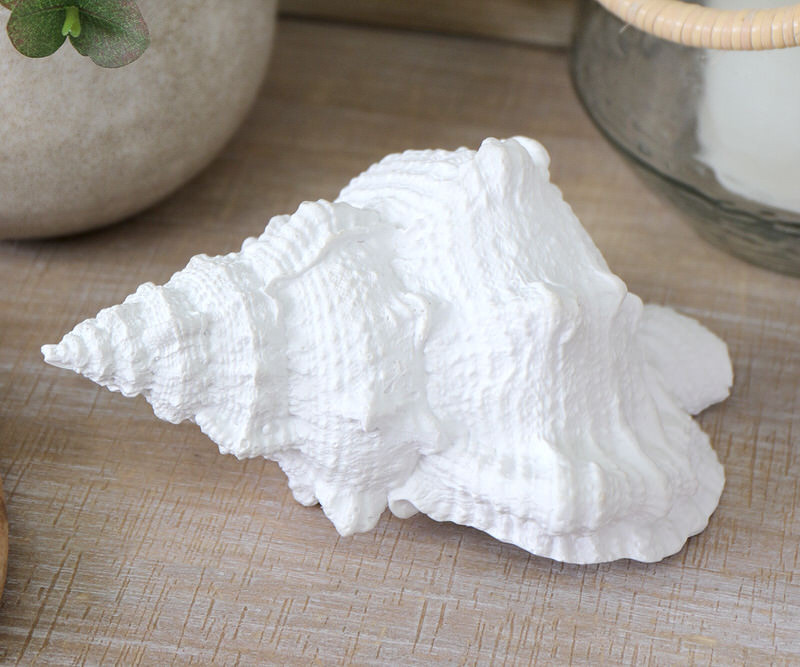 Blanca Large White Sea Shell