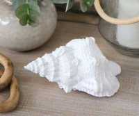 Blanca Large White Sea Shell