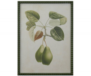 Lafayette Green Pear II Framed Botanical Print
