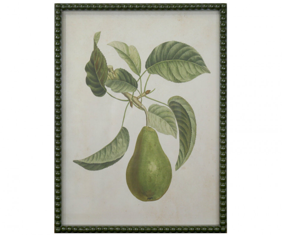 Lafayette Green Pear I Framed Botanical Print