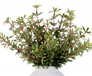 Set 2 Golden Sedum Leaf Sprays