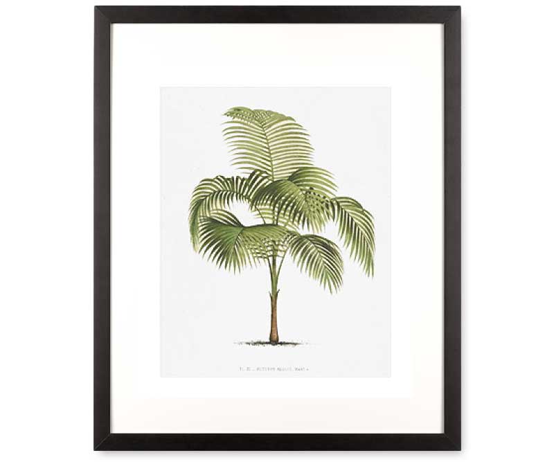 Les Palmiers I Palm Tree Wall Art Print