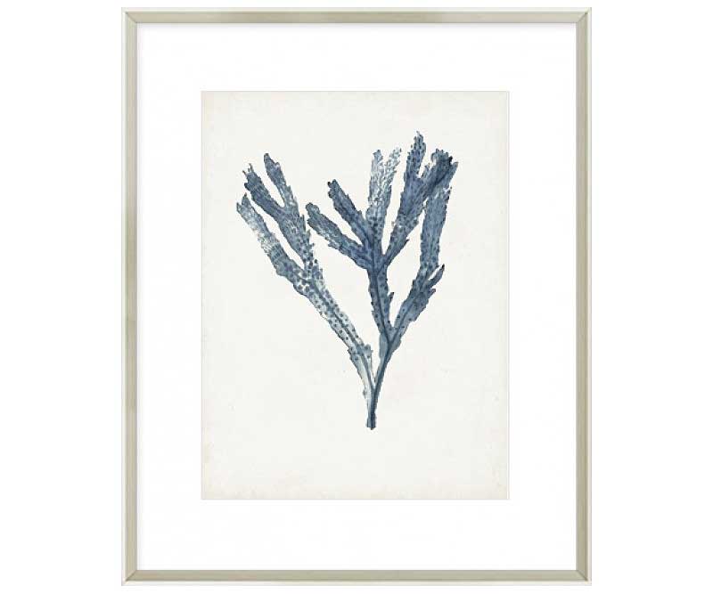 Seaweed Specimen I Art Print Framed