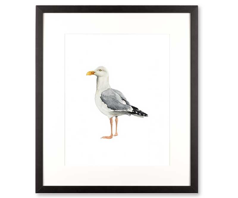 Seagull Sea Bird II Art Print Framed