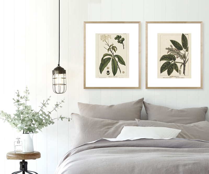 Horse Chestnut Botanical Print Framed