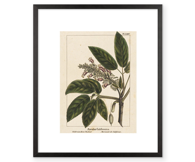 Horse Chestnut Botanical Print Framed