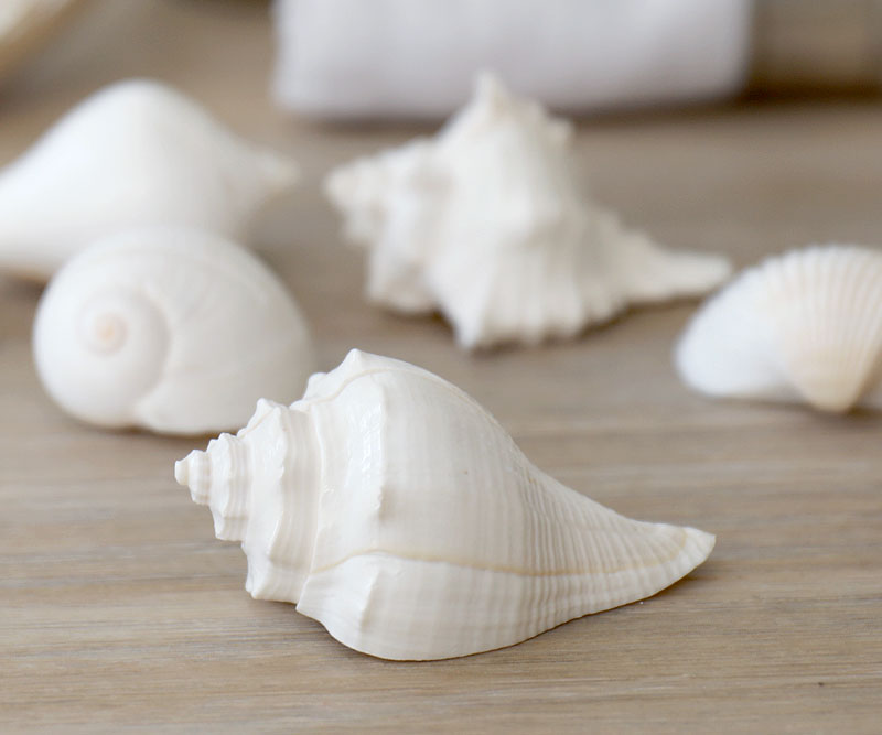 Set 8 Shell Placecard Holders