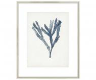 Seaweed Specimen I Art Print Framed