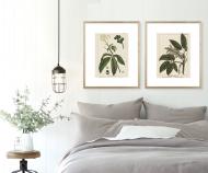 Horse Chestnut Botanical Print Framed