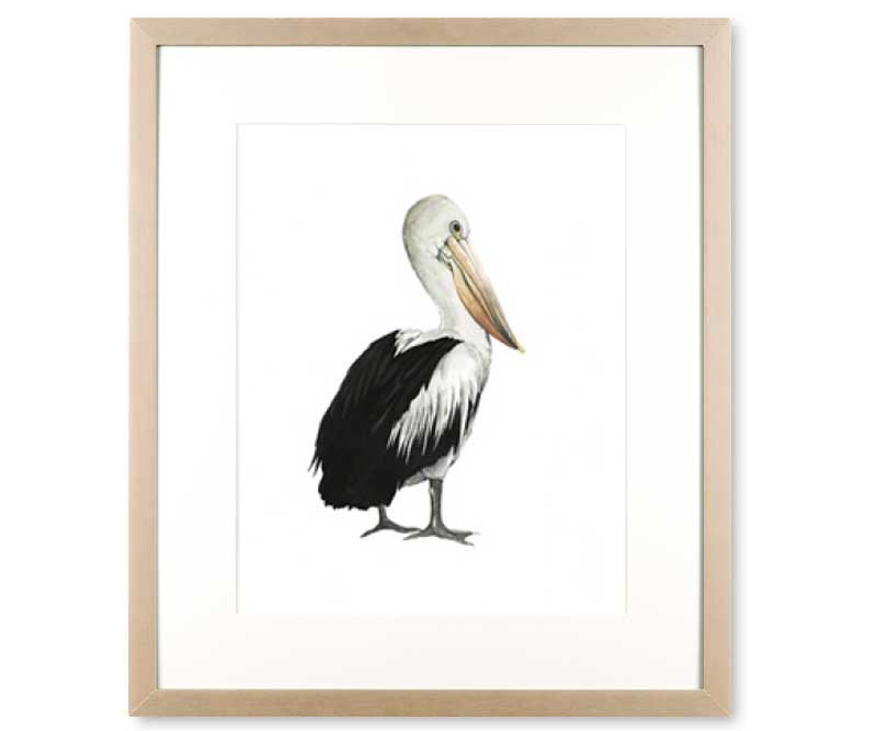 Pelican Sea bird IV Art Print Framed