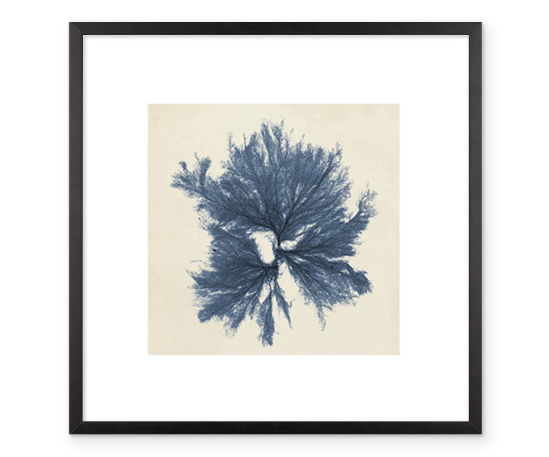 Coastal Seaweed V Blue Watercolour Print Framed