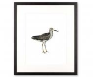 Sandpiper Sea Bird III Art Print Framed