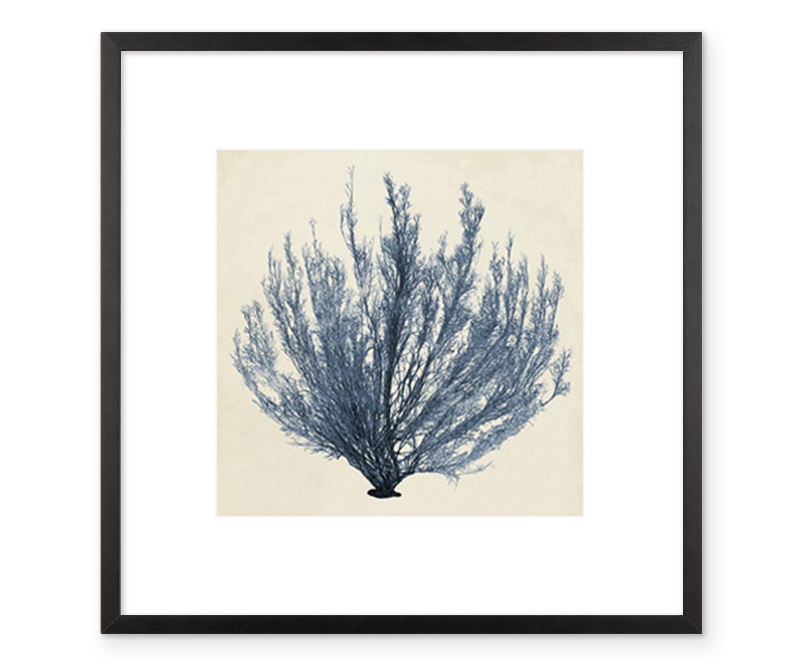 Coastal Seaweed III Blue Watercolour Print Framed
