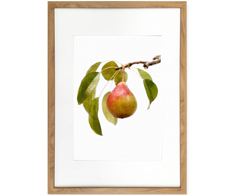 A2 Pear in Branch I Framed Print - Watercolour Style Fruit Print