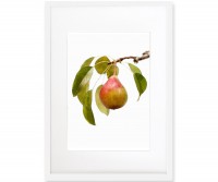 Pear in Branch I Framed Print - Watercolour Style Fruit Print