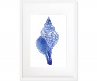 Spindle Shell Blue & White Watercolour Framed Print