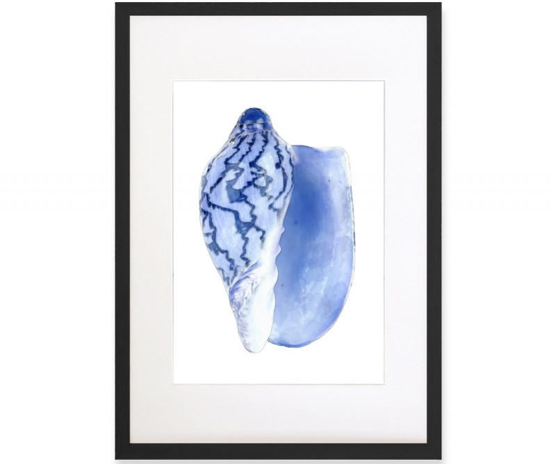 Cassis Shell Blue & White Watercolour Framed Print