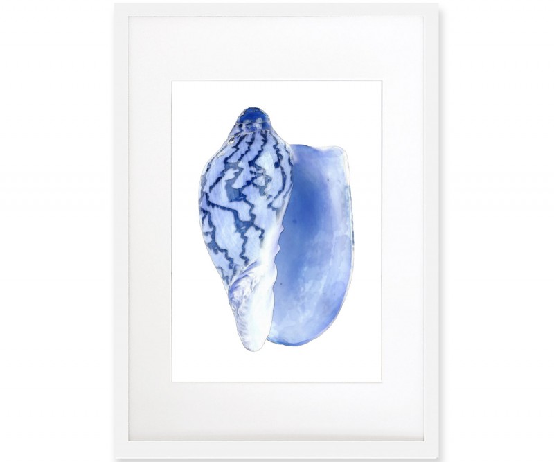 Cassis Shell Blue & White Watercolour Framed Print