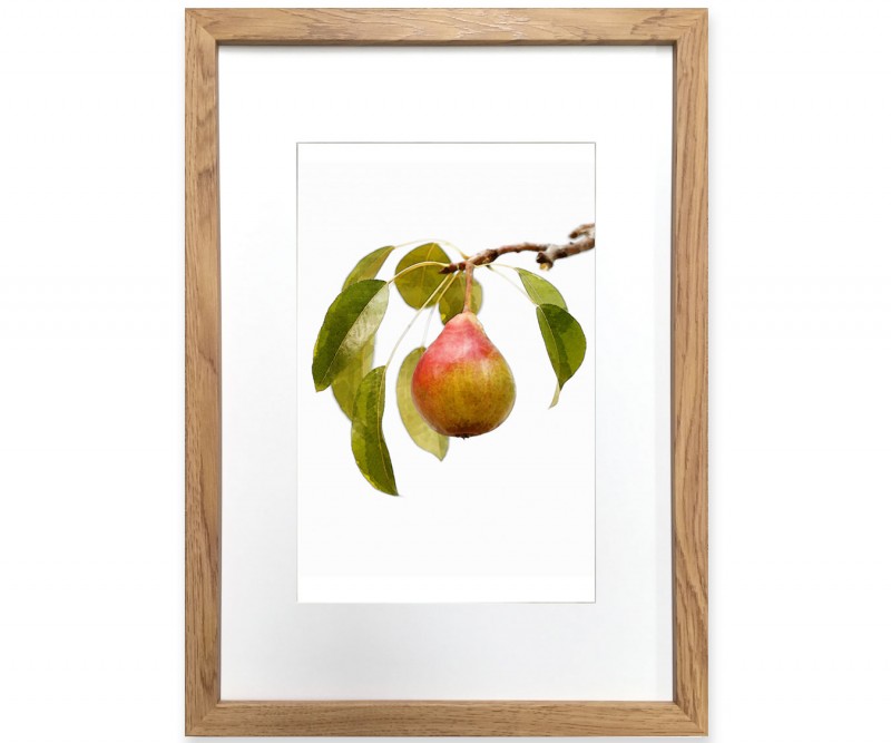 A3 Pear in Branch I Framed Print - Watercolour Style Fruit Print