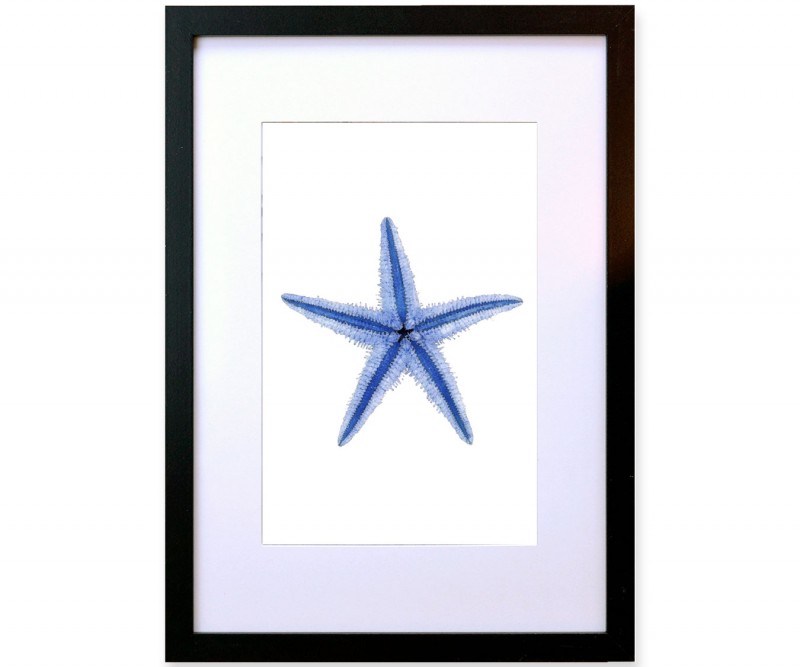 A3 Starfish Blue & White Watercolour Framed Print