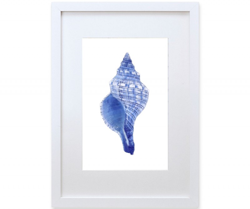 A3 Spindle Shell Blue & White Watercolour Framed Print