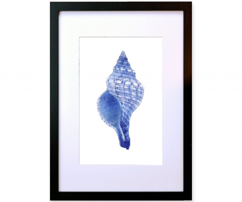 A3 Spindle Shell Blue & White Watercolour Framed Print