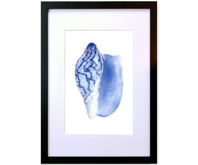 A3 Cassis Shell Blue & White Watercolour Framed Print