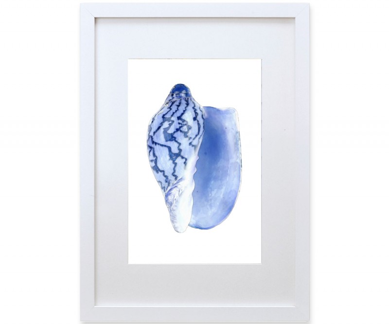 A3 Cassis Shell Blue & White Watercolour Framed Print