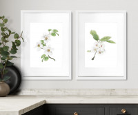 Apple Blossom II Botanical Flower Print - Framed