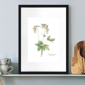 Columbine Botanical Flower Print - Framed, decorative wall artwork for an interior display