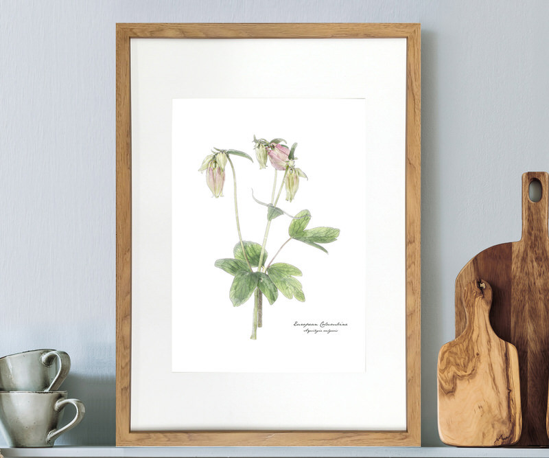 Columbine Botanical Flower Print - Framed