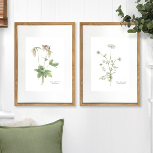 Columbine Botanical Flower Print - Framed, a wall display piece featuring the named subject and composition