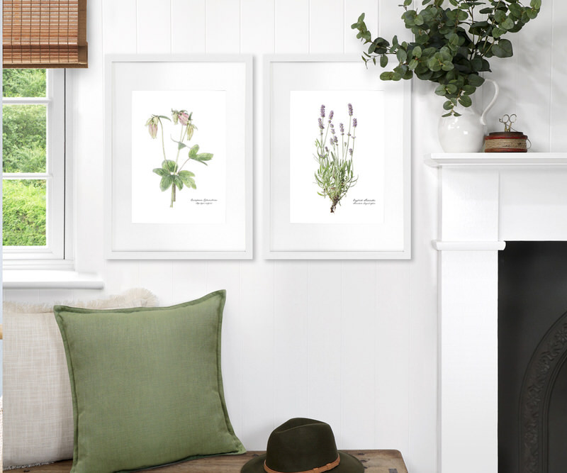Queen Anne's Lace Botanical Flower Print - Framed