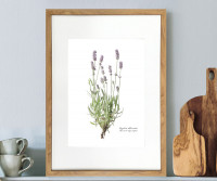 Lavender Botanical Flower Print - Framed