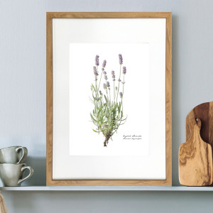 Lavender Botanical Flower Print - Framed, presented as decorative artwork for creating a focal point on a wall