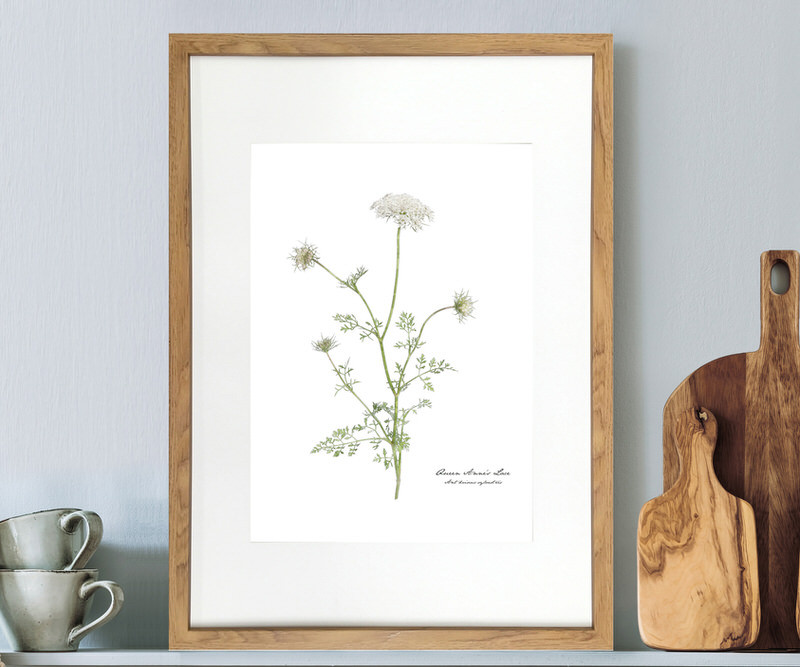 Queen Anne's Lace Botanical Flower Print - Framed