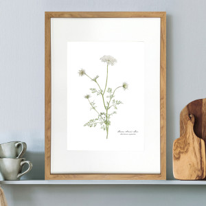 Queen Anne's Lace Botanical Flower Print - Framed, decorative wall artwork for an interior display