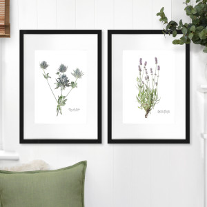 Sea Holly Botanical Flower Print - Framed, decorative wall artwork for an interior display
